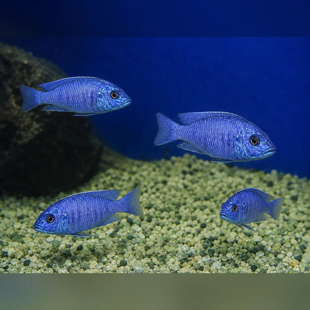 Electric Blue Cichlid (Lot of 4)