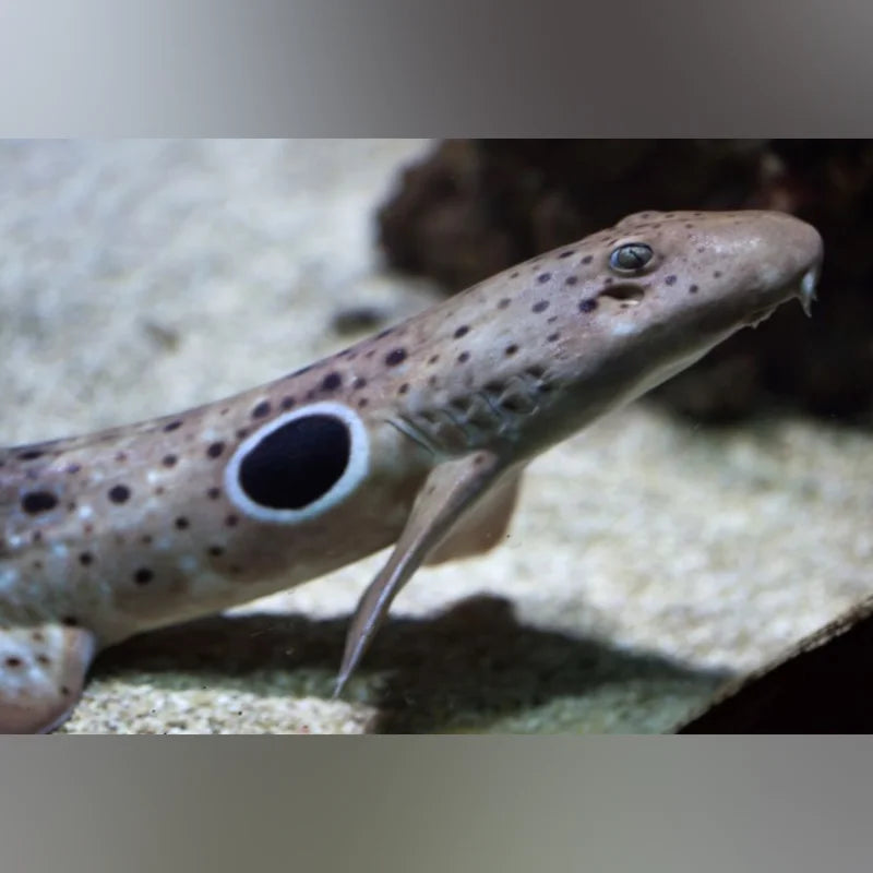 Epaulette Shark