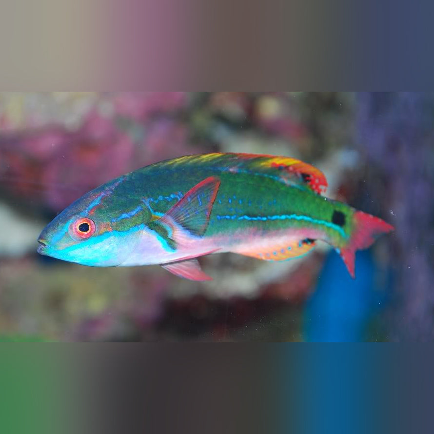 A colorful Fairy Wrasse swimming in an aquarium environment with a vibrant background.