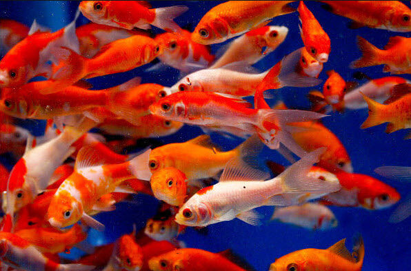 Feeder Goldfish (20 Pack)