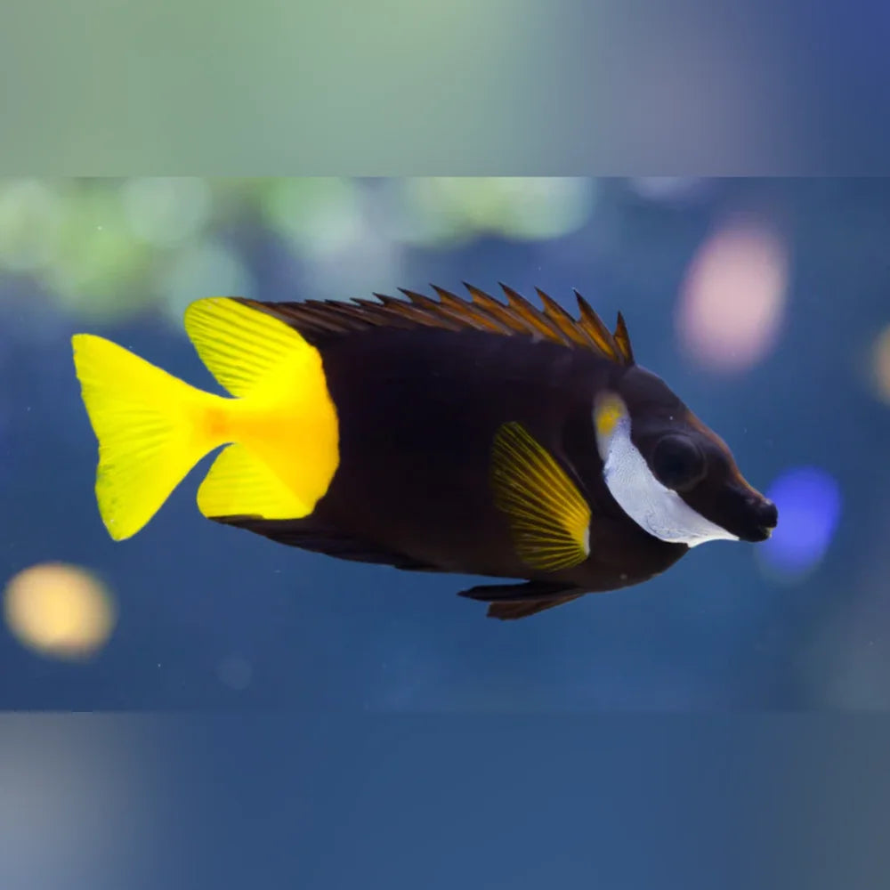 Fish with a yellow tail and black body swimming in water