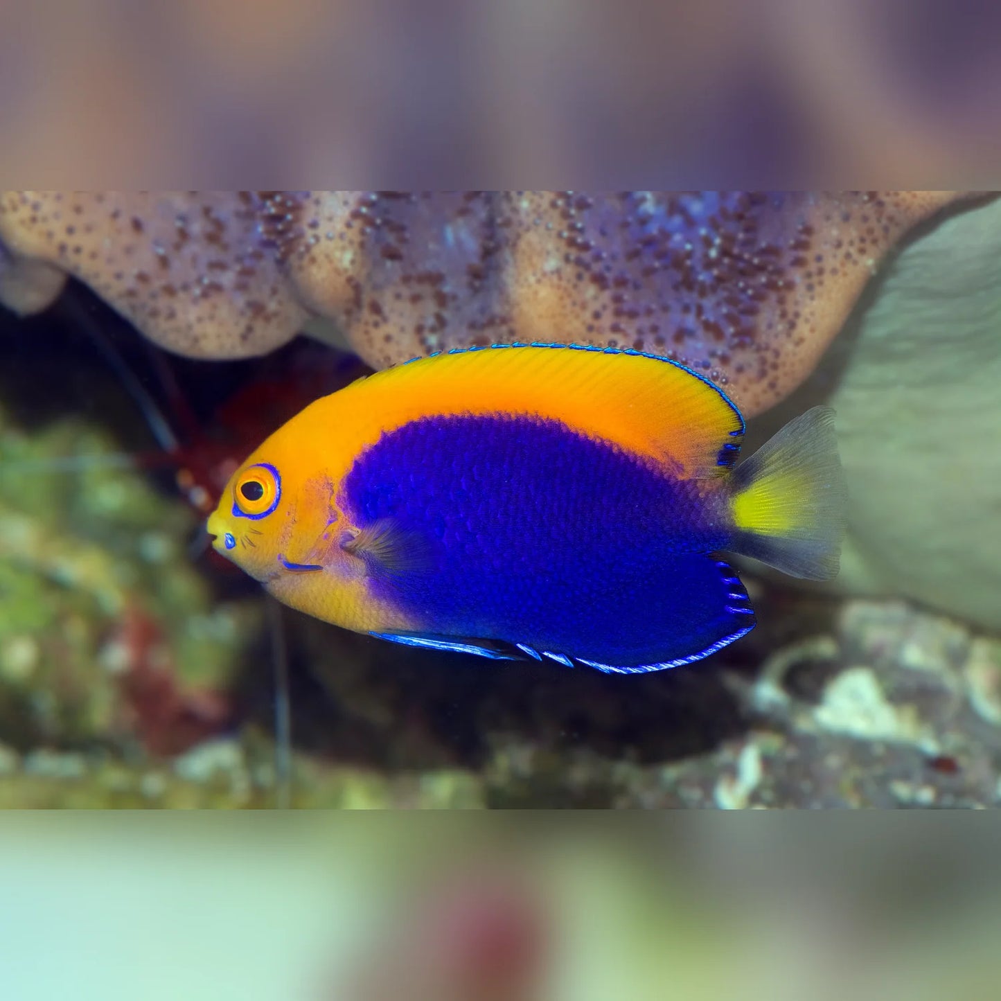 Flameback Angelfish with blue and orange colors swimming near coral.