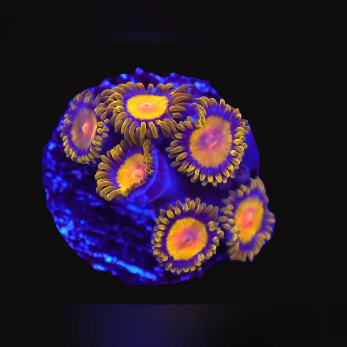 Florida Orange Zoa