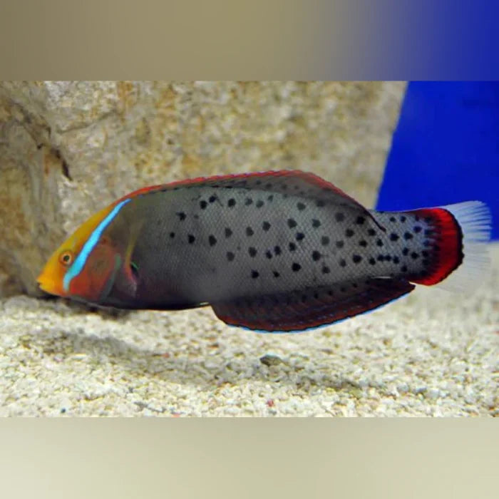 Formosa Wrasse