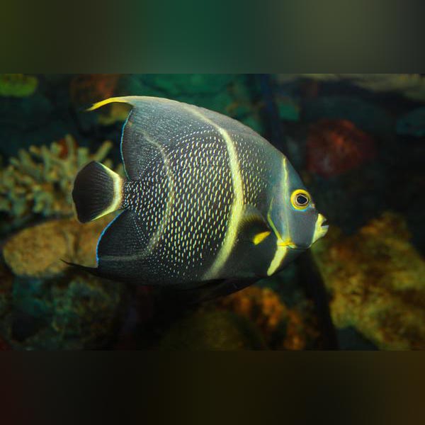 French Angelfish swimming in an aquarium with coral