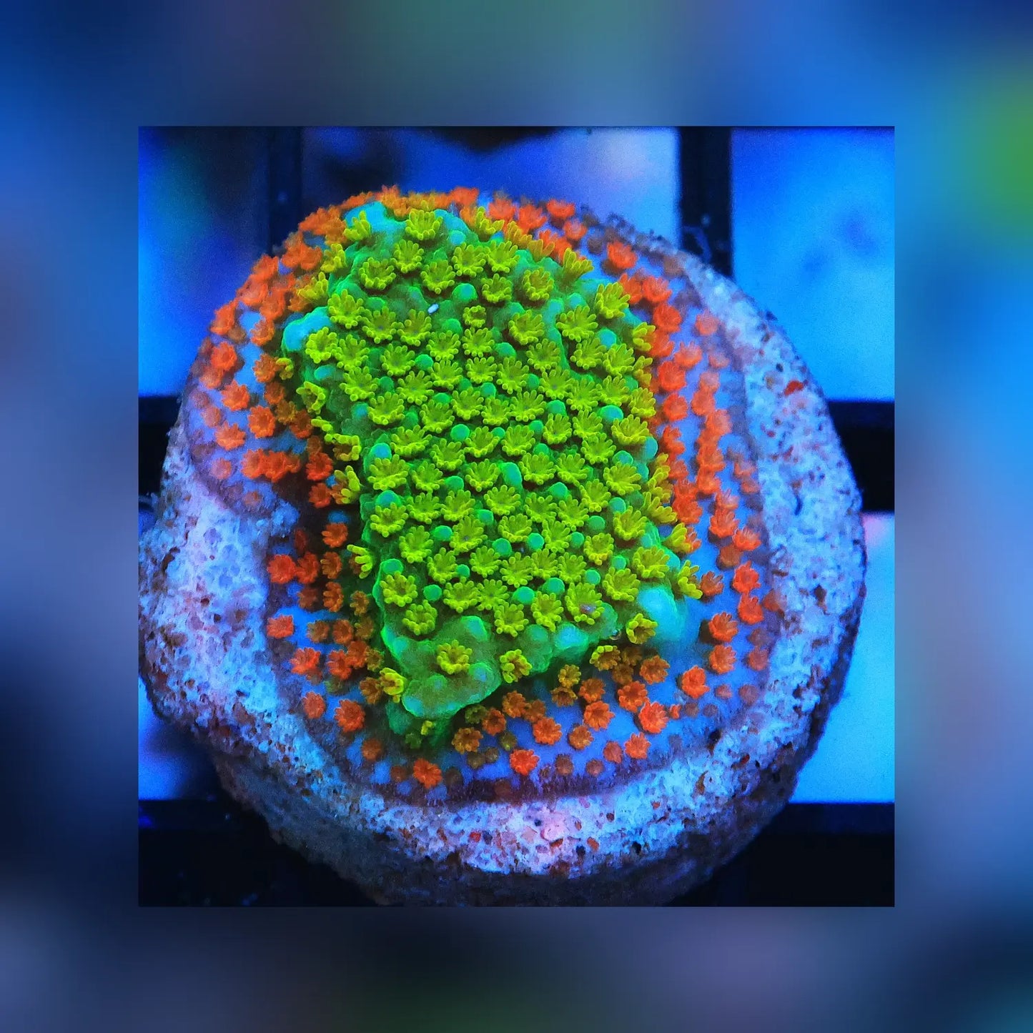 Fruity Pebbles Montipora