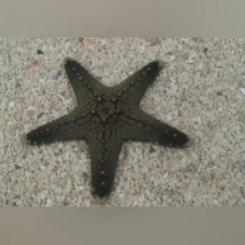 Starfish on a textured surface