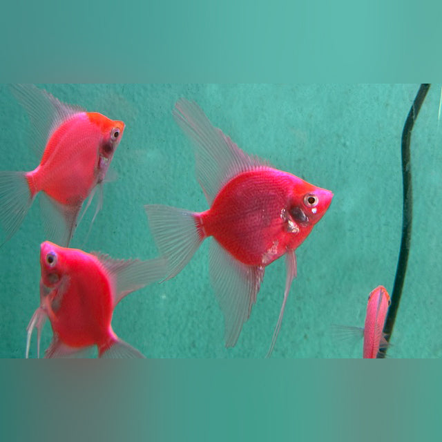Glofish Starfire Red Angelfish