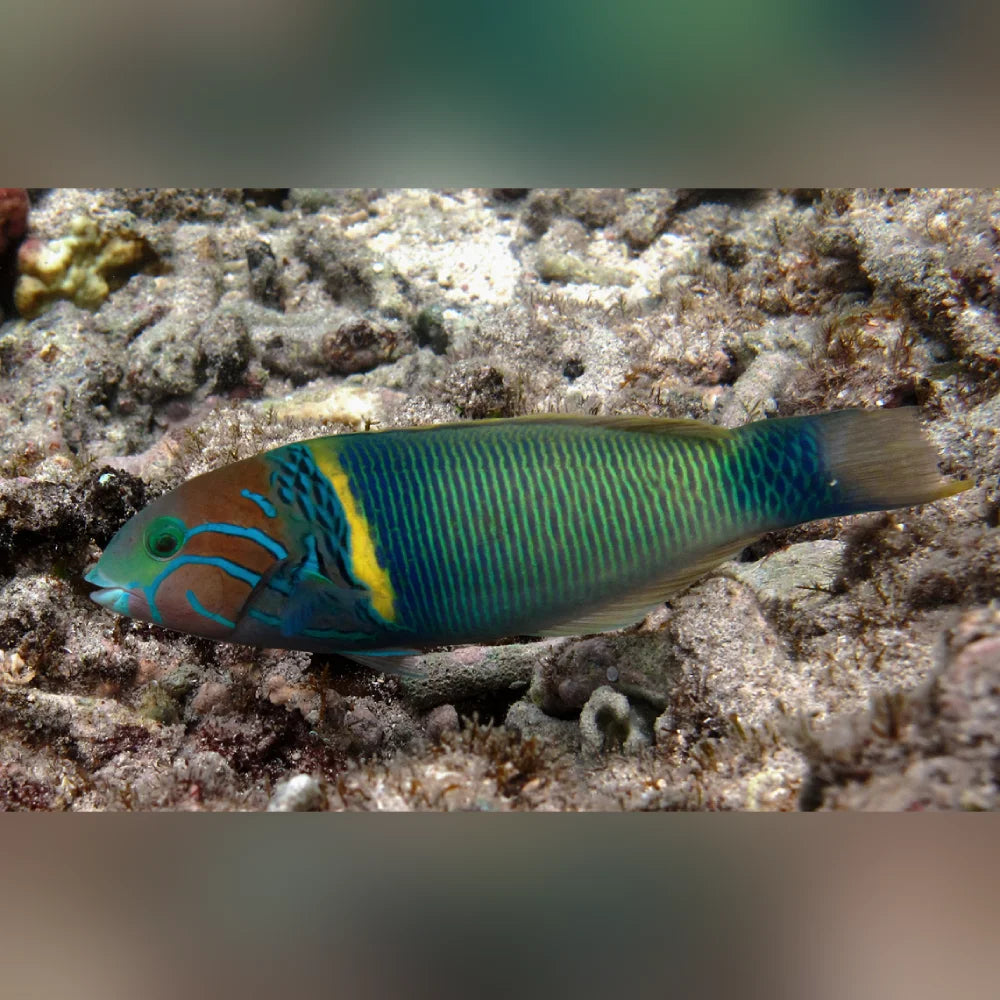 Colorful fish swimming near a coral reef