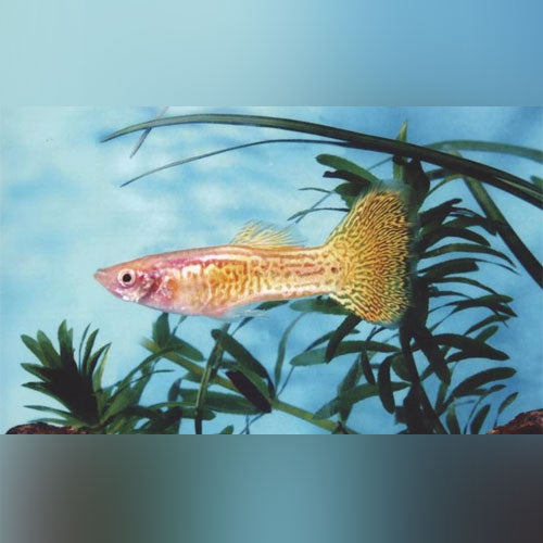 Male Gold Cobra Guppy