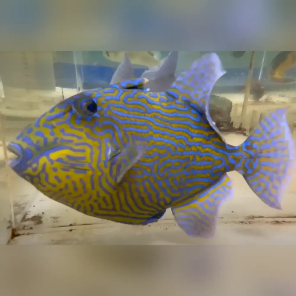 Goldenback Triggerfish