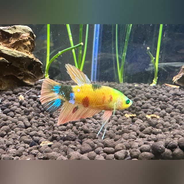Green Galaxy Koi Betta Male