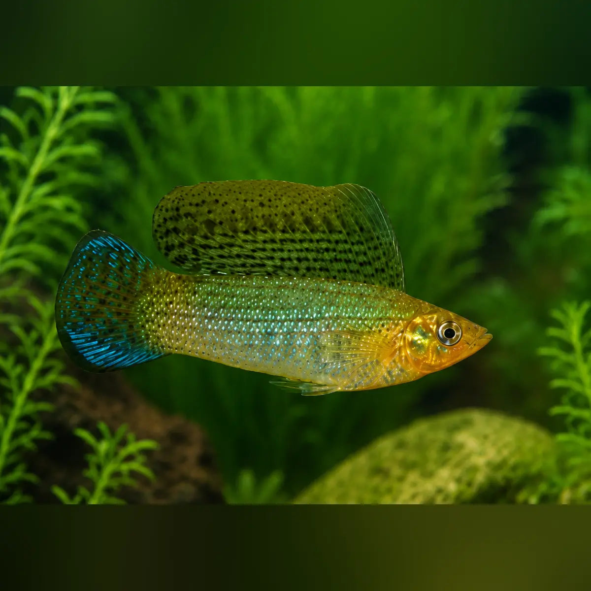 Green Sailfin Molly