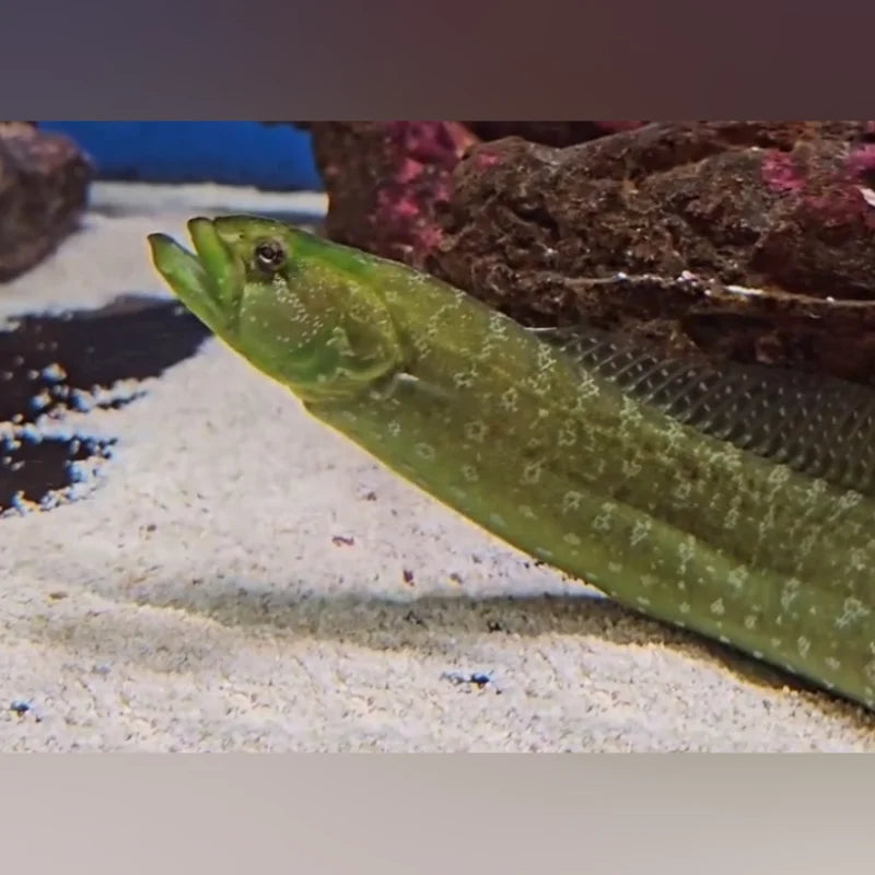 Green Wolf Eel for Sale | Predator Blenny – AquariumFish.com