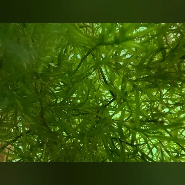 Guppy Grass