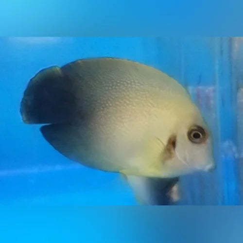 Half Black Mimic Tang