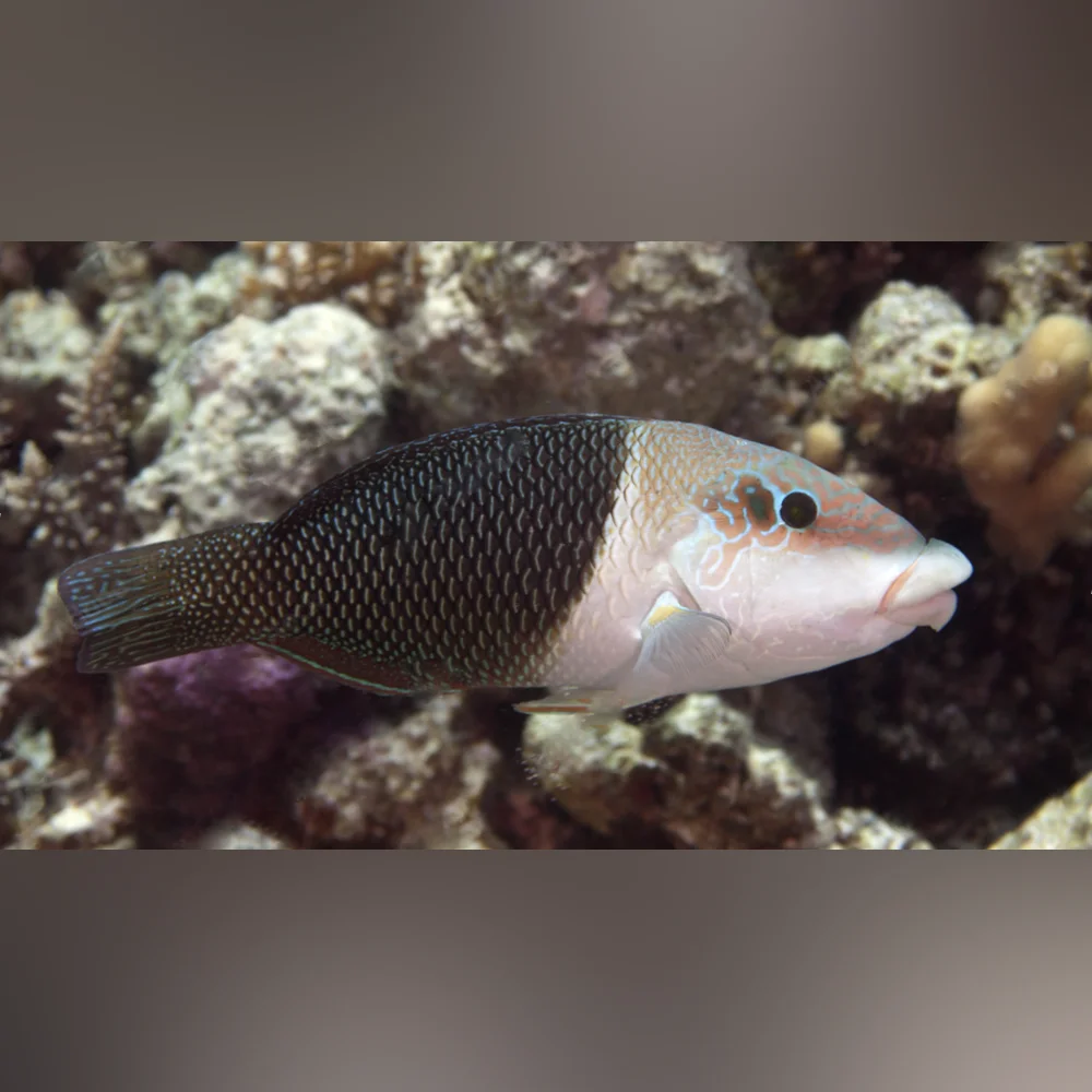Half & Half Wrasse