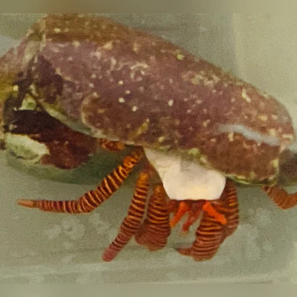 Halloween Hermit Crab