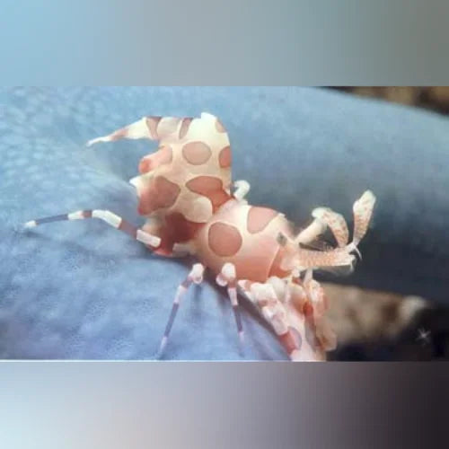 Harlequin Shrimp