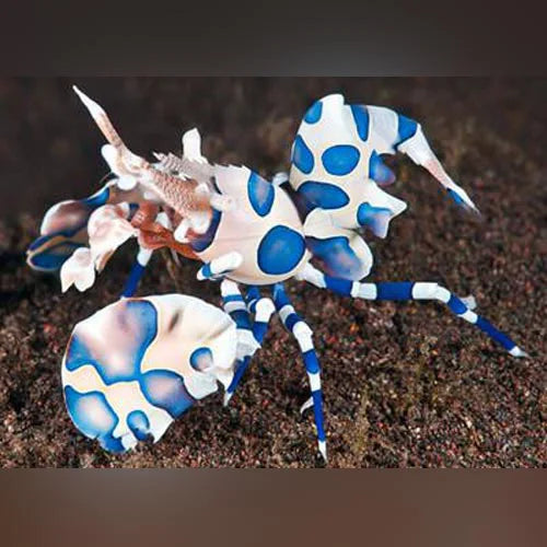 Harlequin Shrimp 