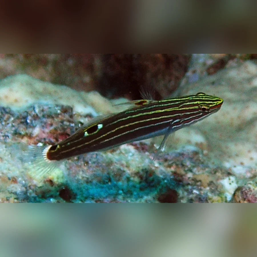Hector's Goby