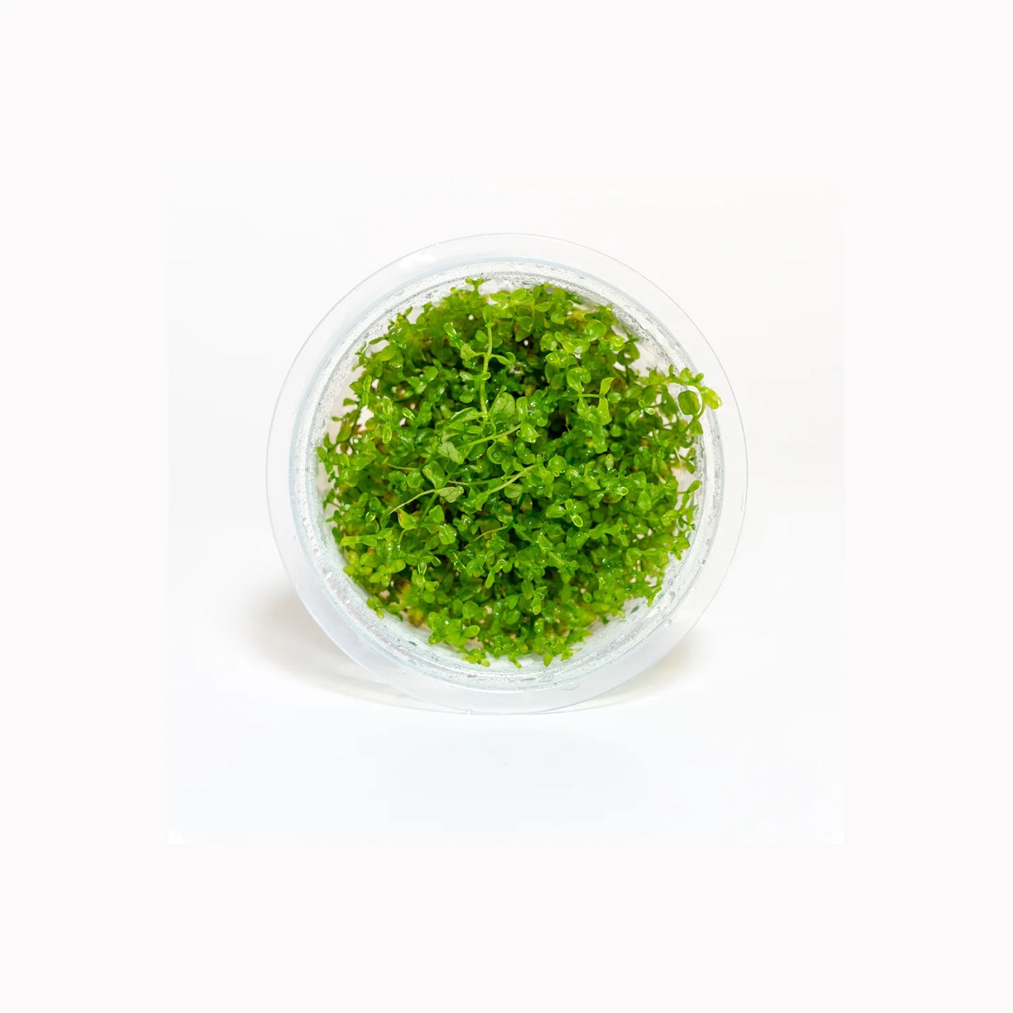 Hemianthus micranthemoides - Tissue Culture