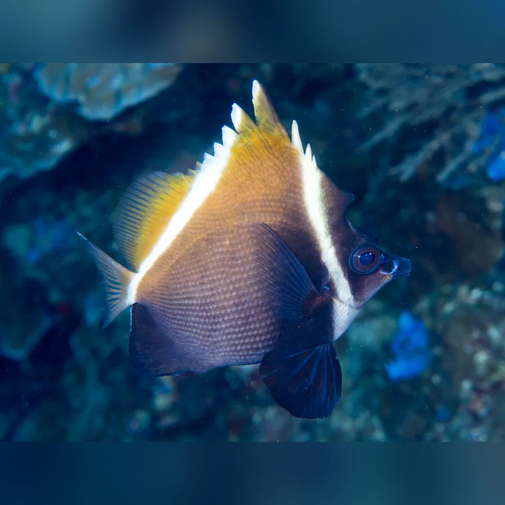 Horned Heniochus Butterflyfish