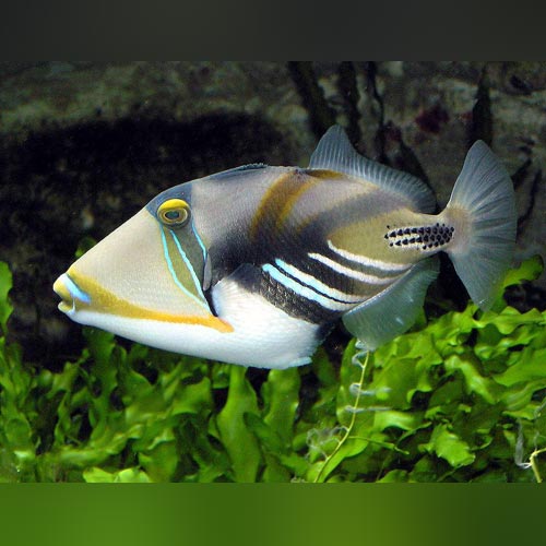 Humu Triggerfish