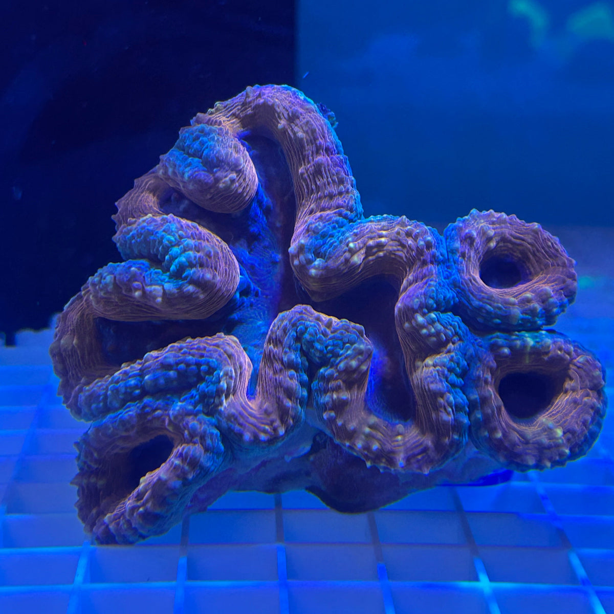 WYSIWYG XL Red Aussie Lobo Coral - 011