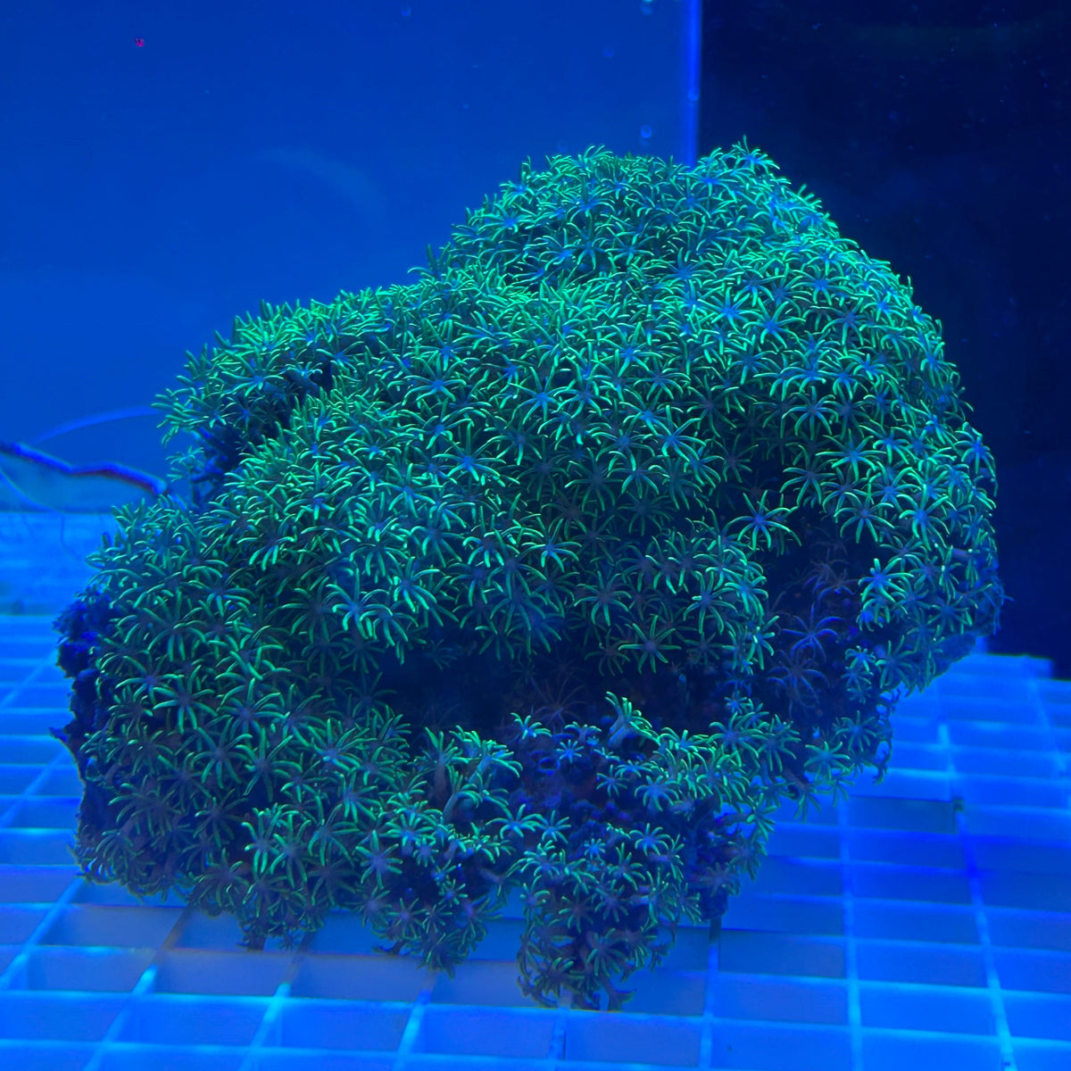 WYSIWYG XL Green Star Polyp Colony - 009