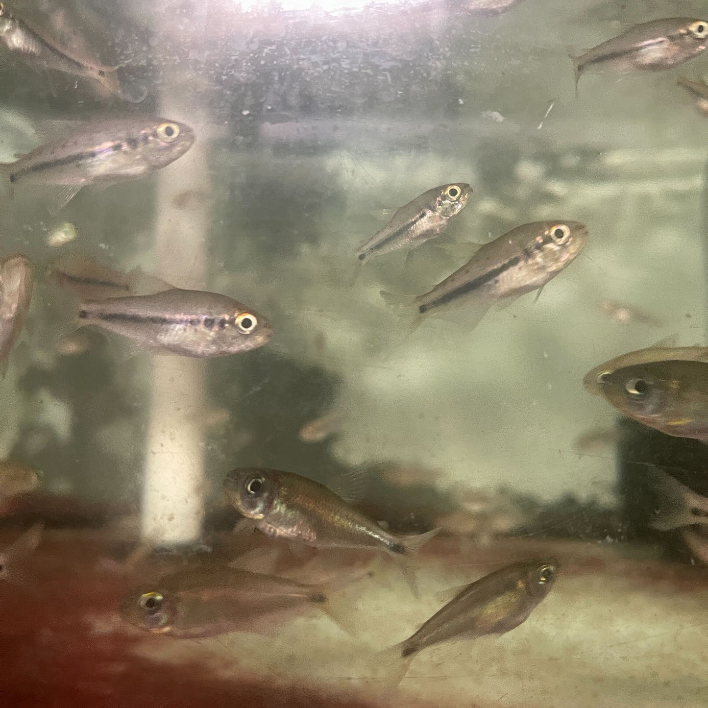 Kyburzi Rainbow Tetra