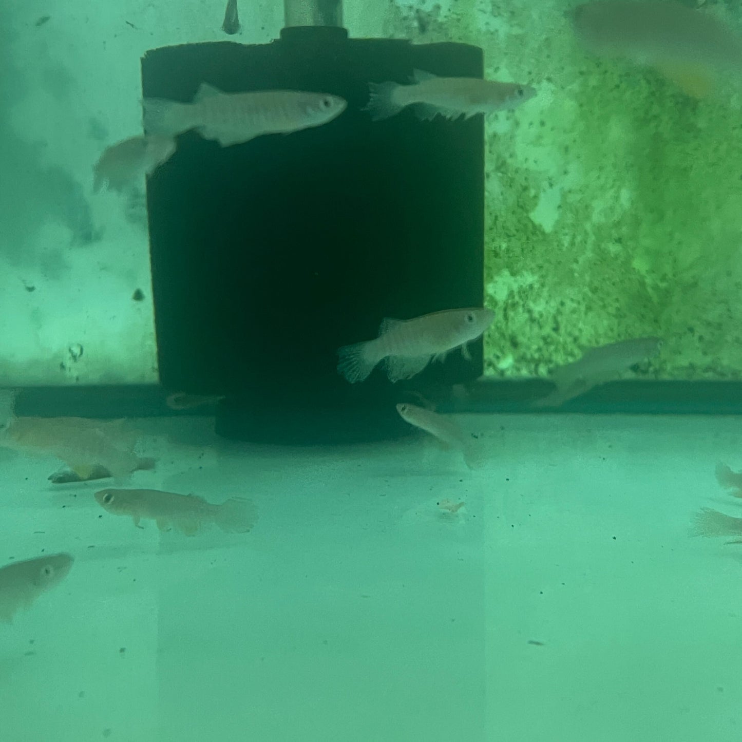 Red Rivulus Killifish