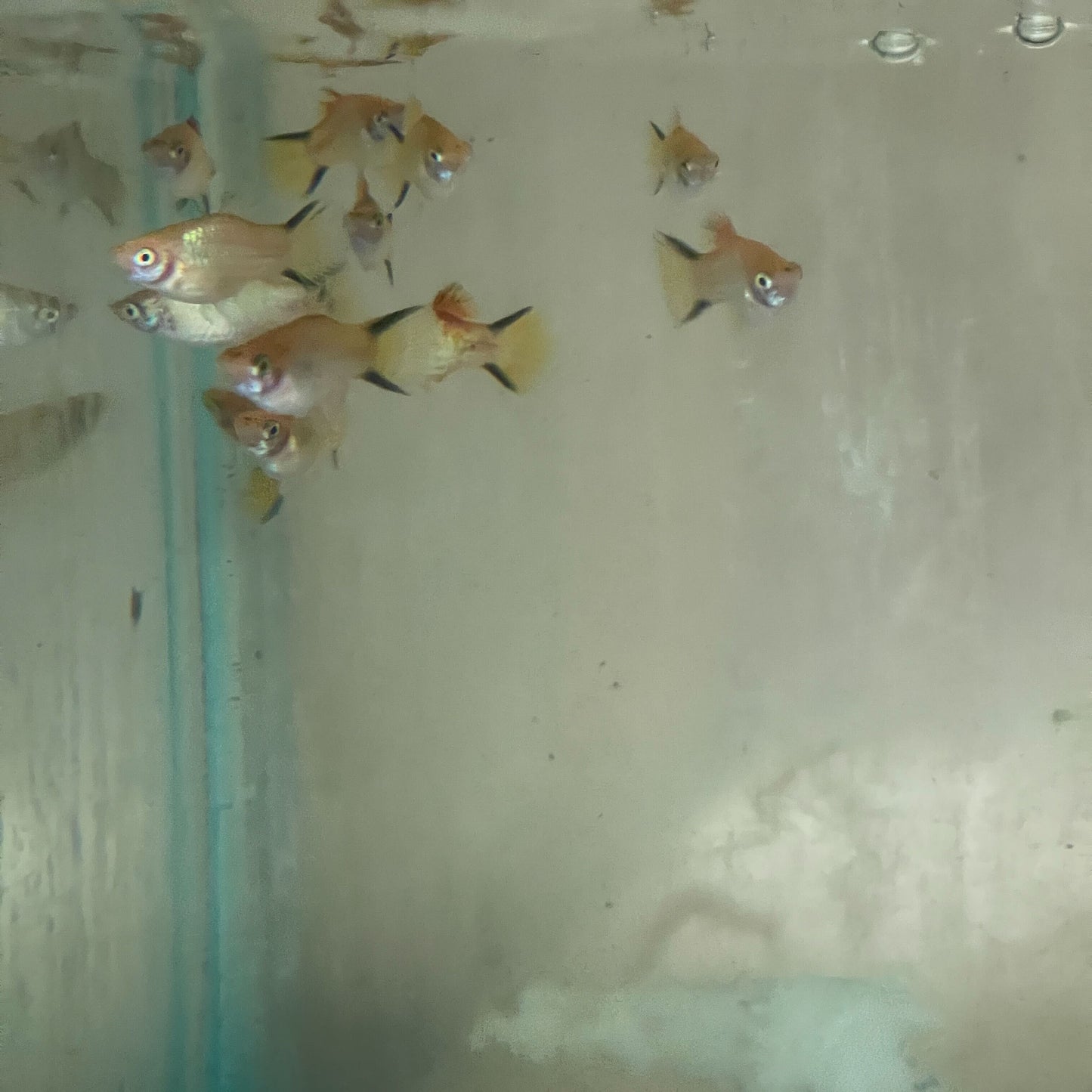 Neon Gold Twinbar Platy