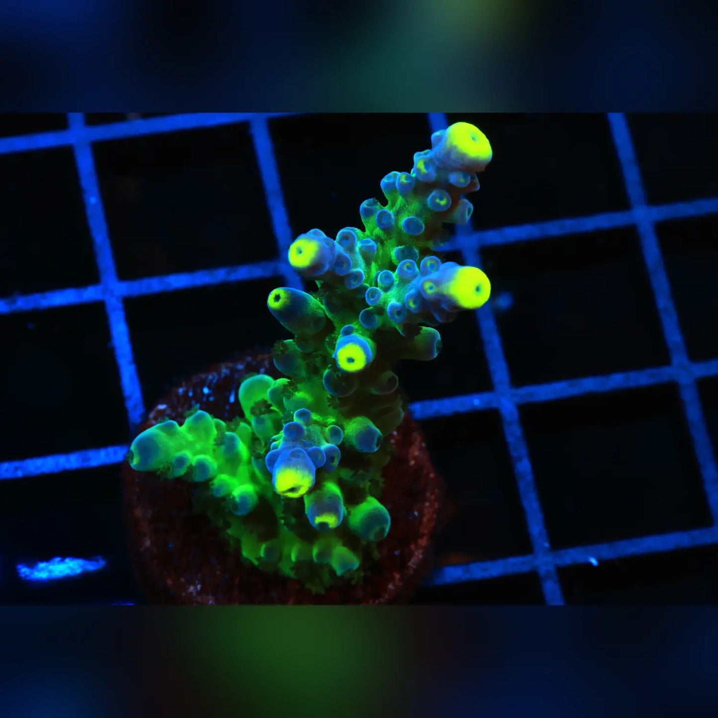 Ice Cap Acropora
