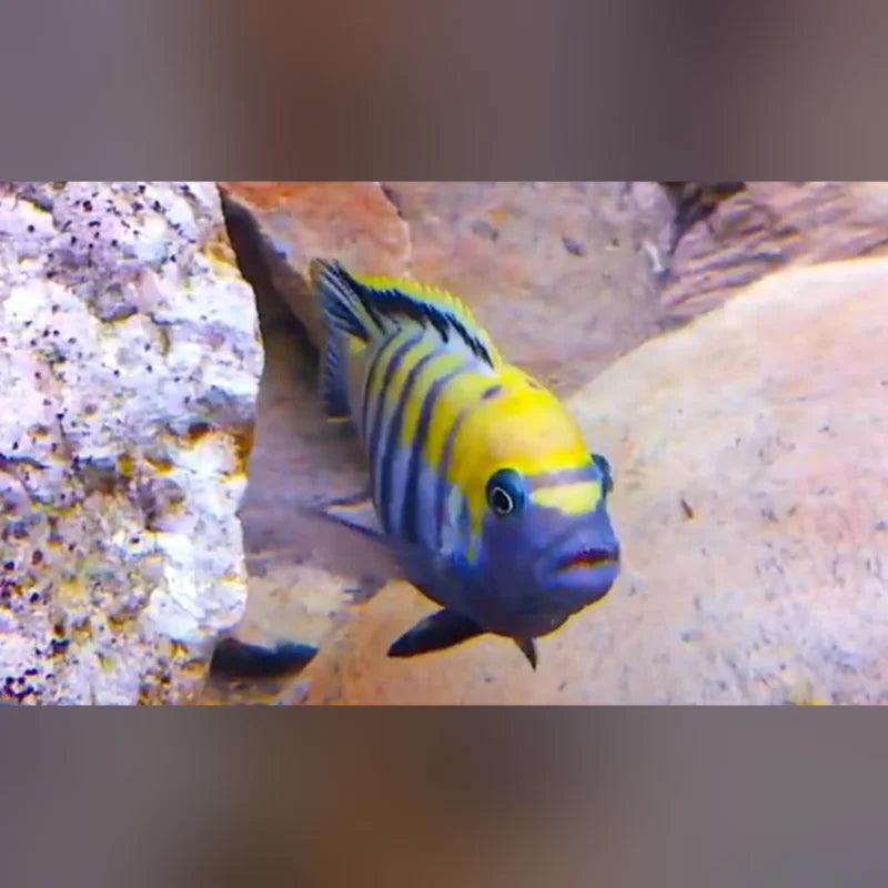 Jalo Reef Cichlid