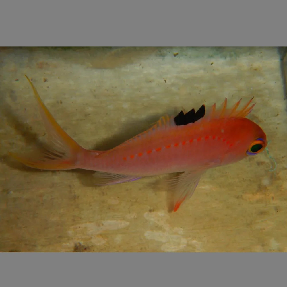 Japanese Sacura Anthias