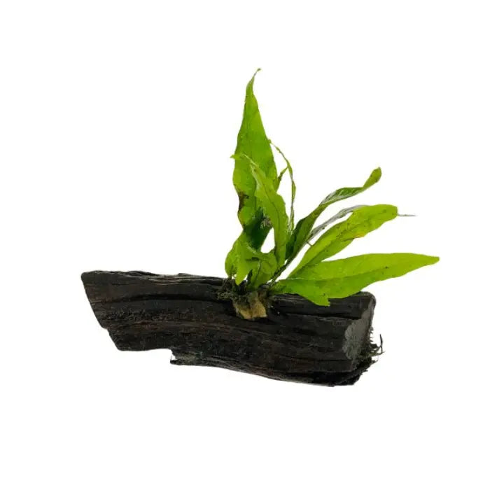 Java Fern on Driftwood
