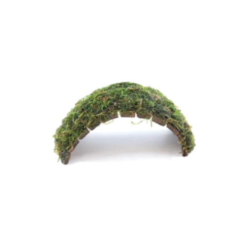 Java Moss on Coconut Shell