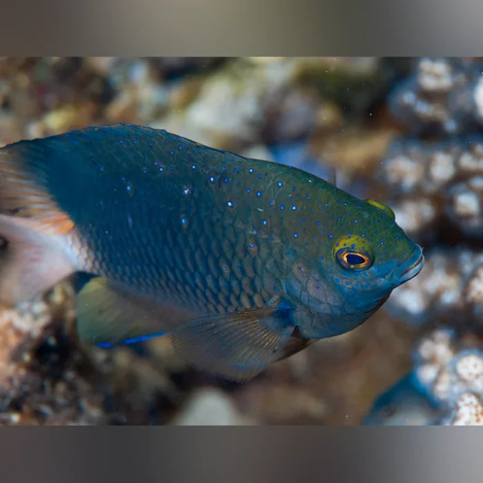 Blue fish with speckled pattern swimming in clear water