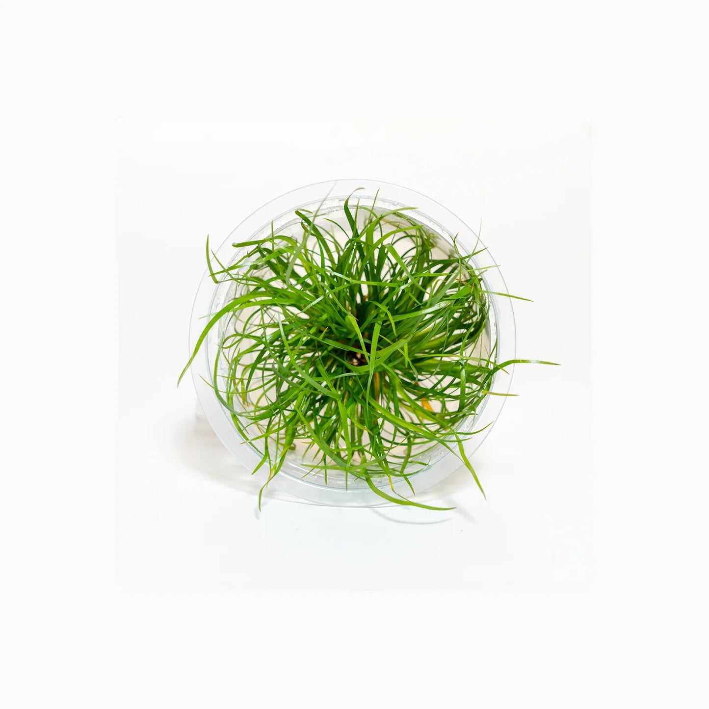 Juncus repens - Tissue Culture