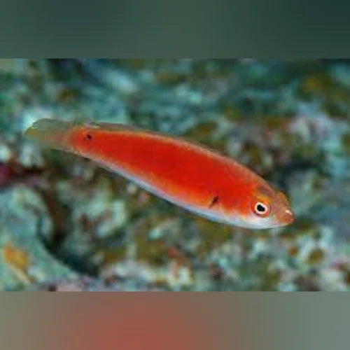 Katherine's Fairy Wrasse