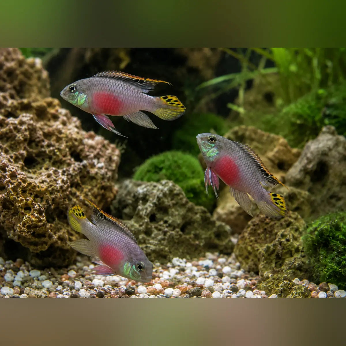 Kribensis Cichlid (Group of 3)