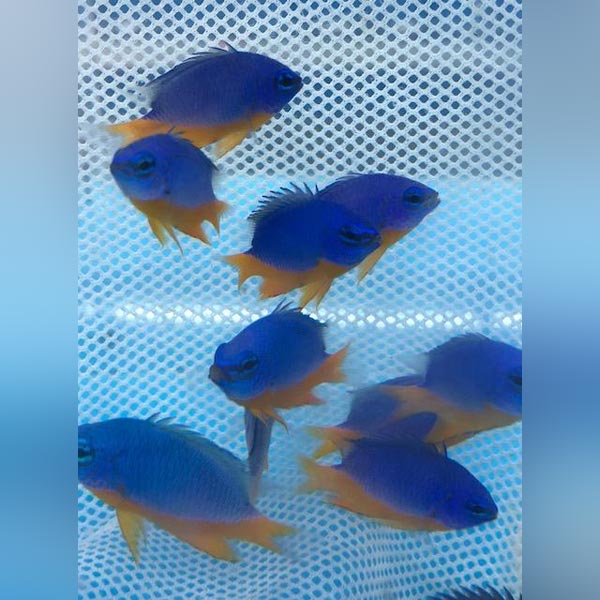Blue and orange fish on a blue net background