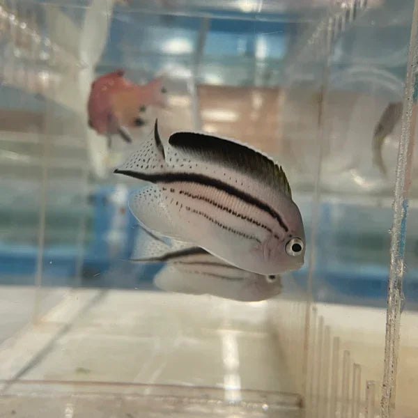 Fish in a clear container with a blurred background