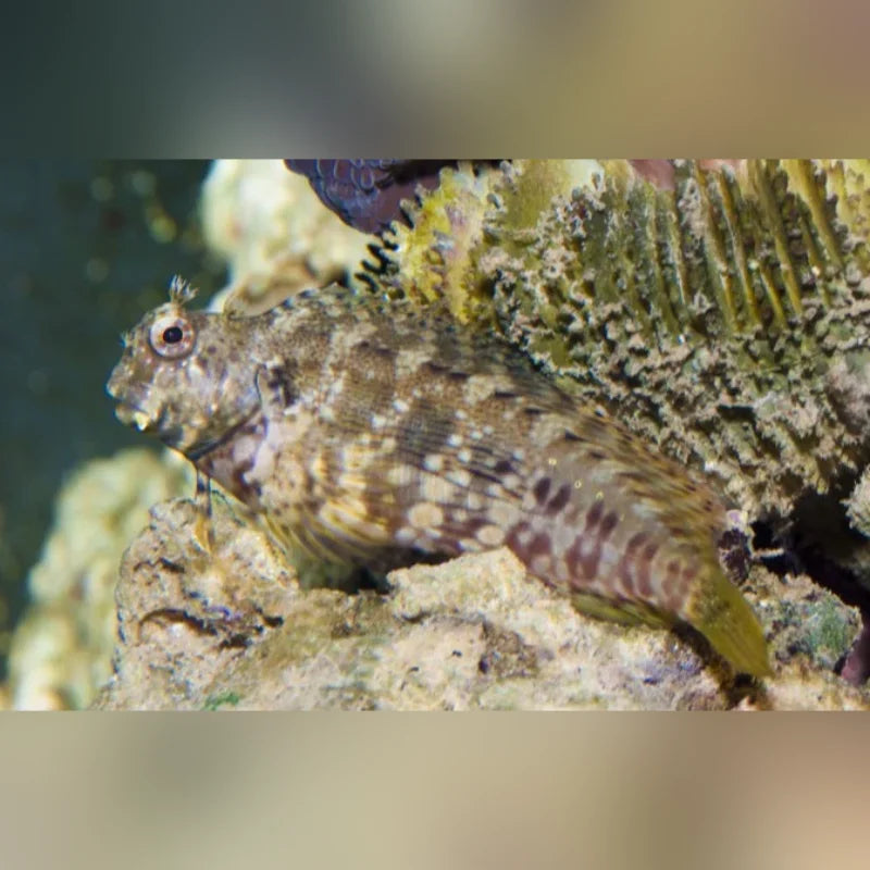 Lawnmower Blenny