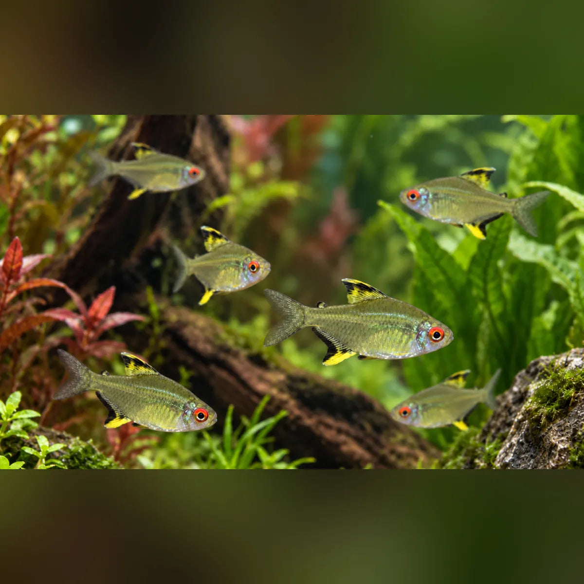 Lemon Tetra (School of 6)