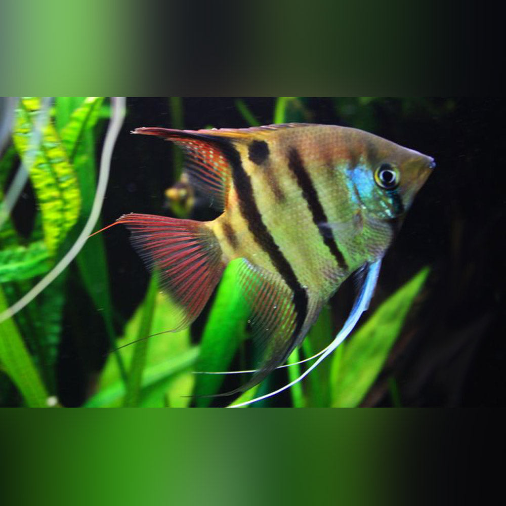 Leopoldi Angelfish