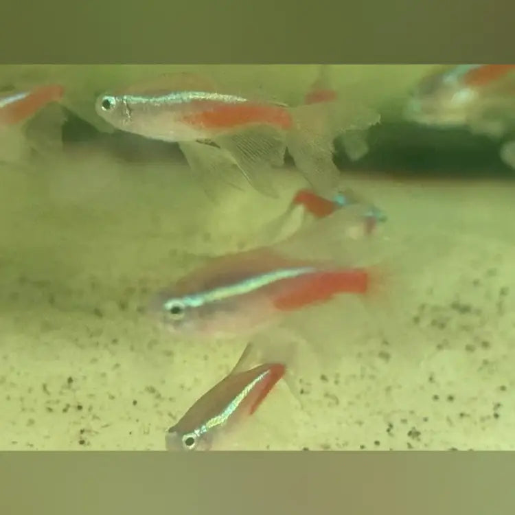 Long Fin Neon Tetra
