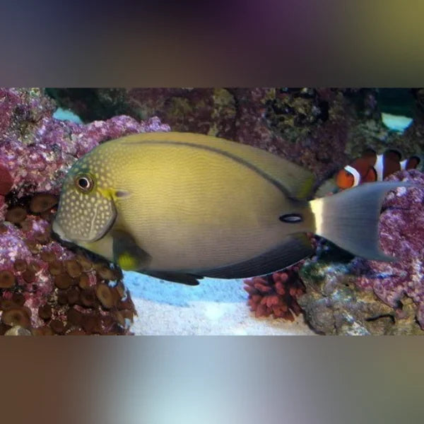 Maculiceps Tang