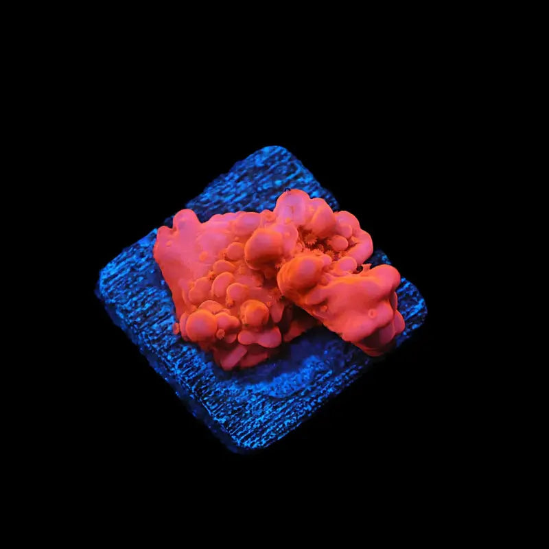 Mai Tai Montipora Setosa